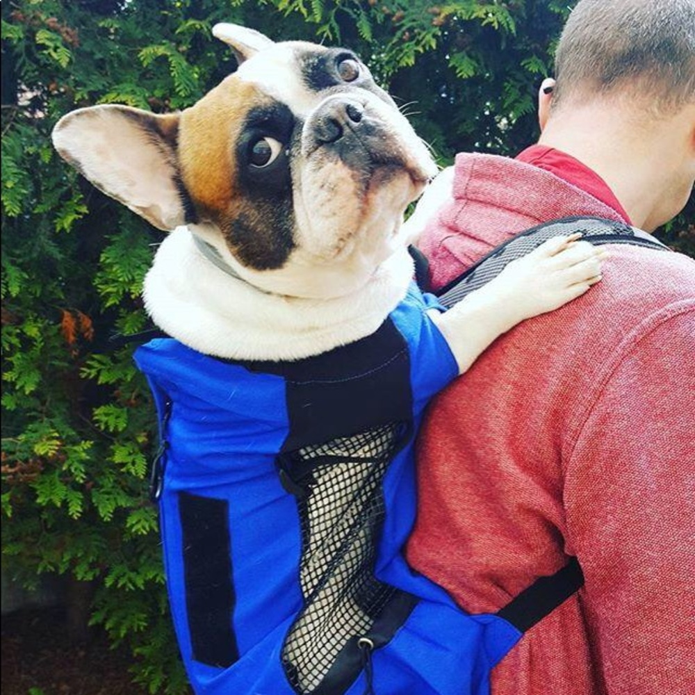 NWT Dog backpack for small dogs